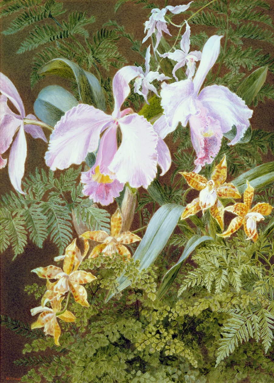 Orchidées - Marian Emma Chase