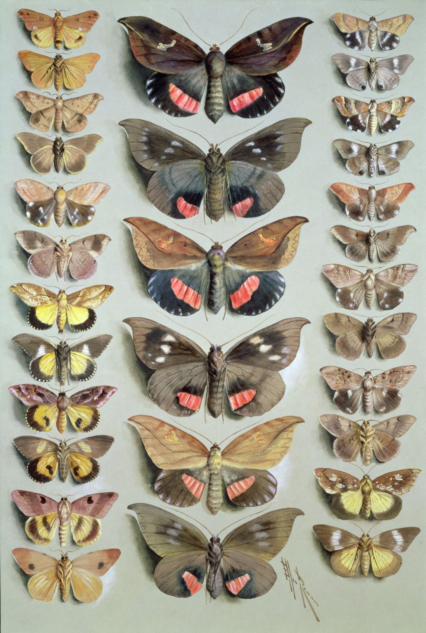 Papillons de Papouasie, 1917-18 - Marian Ellis Rowan