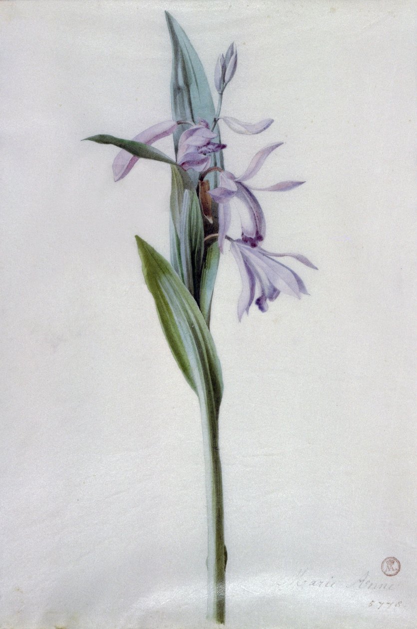 Pièces florales - Marie Anne