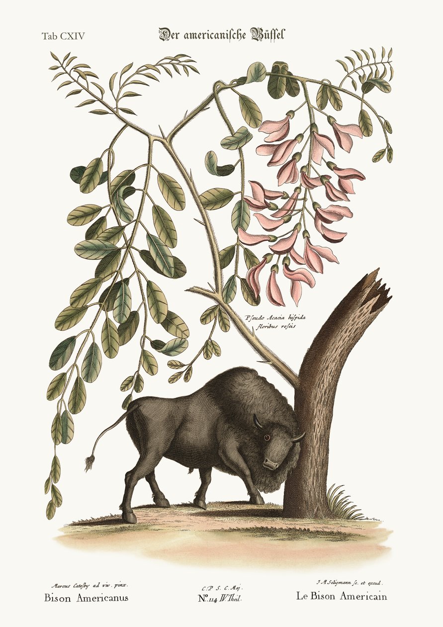 Le Bison américain, 1749-73 - Mark Catesby