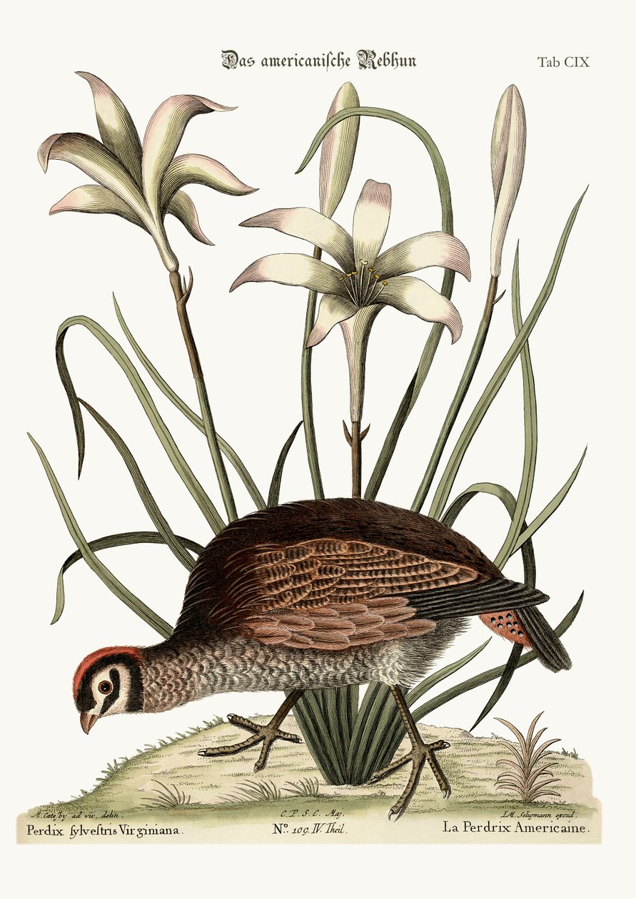 La perdrix américaine - Mark Catesby