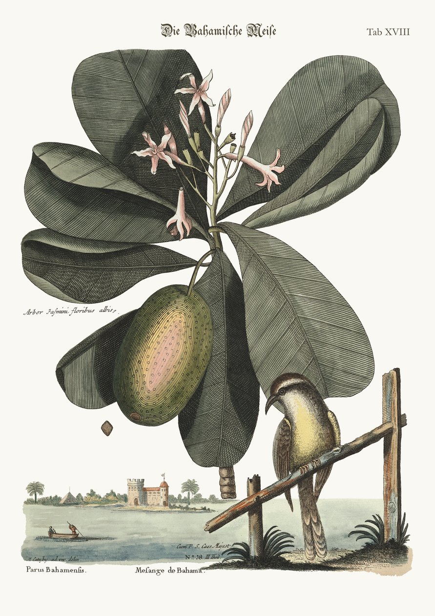 La mésange des Bahamas, 1749-73 - Mark Catesby