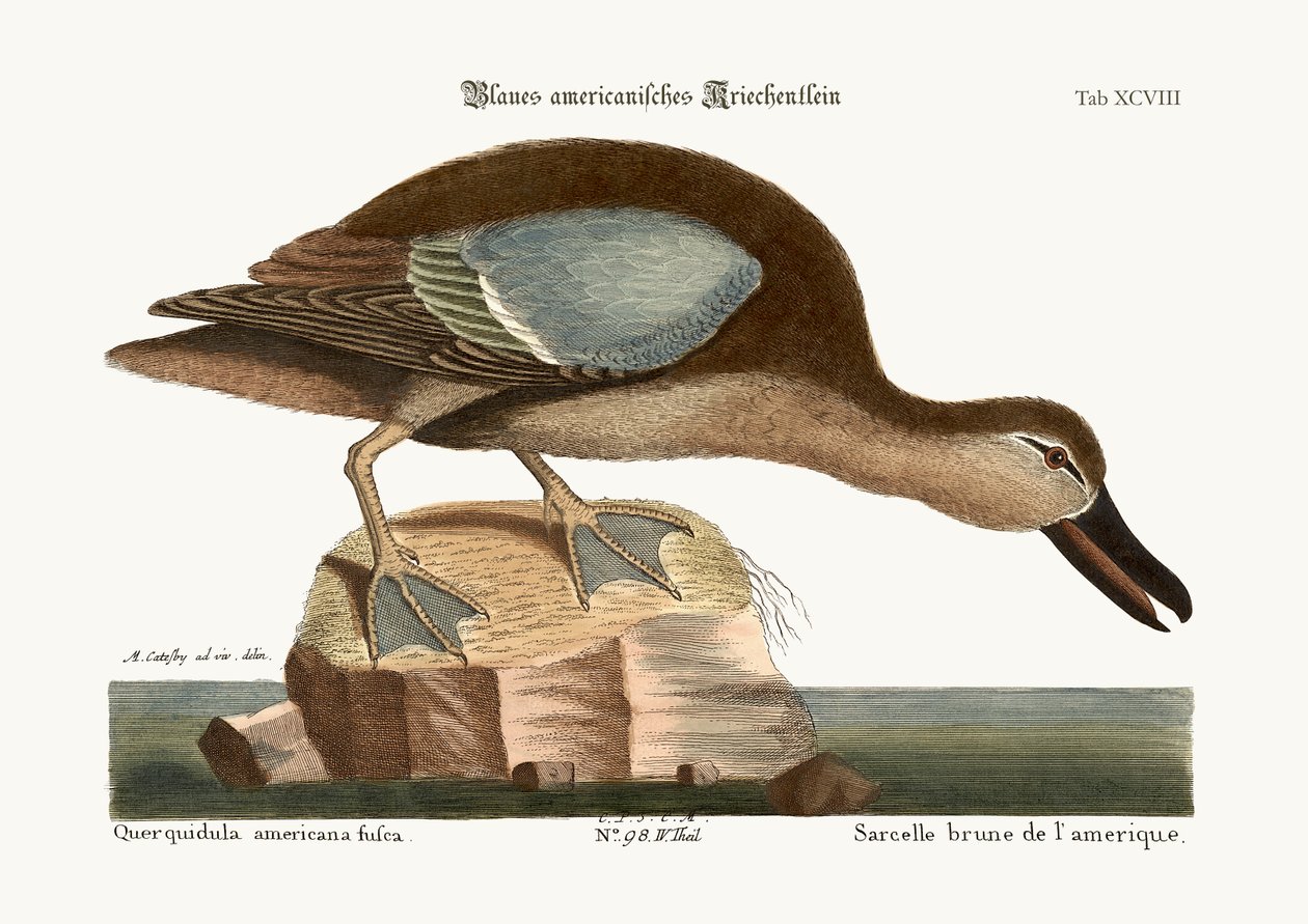 Le Sarcelle à ailes bleues, 1749-73 - Mark Catesby