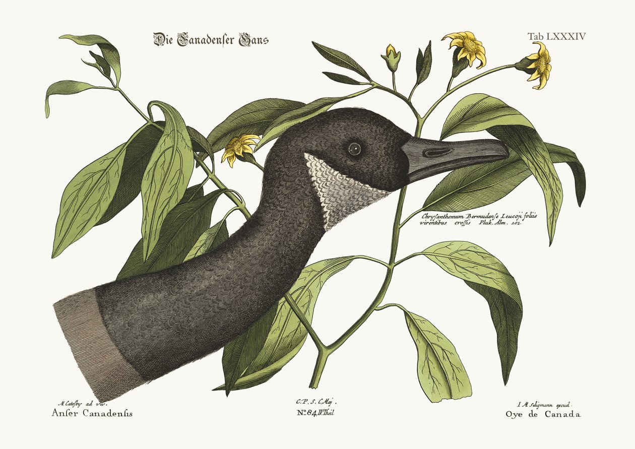 La Bernache du Canada, 1749-73 - Mark Catesby