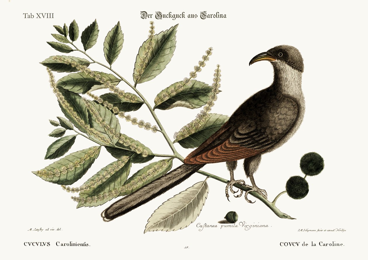 Le coucou de Caroline, 1749-73 - Mark Catesby