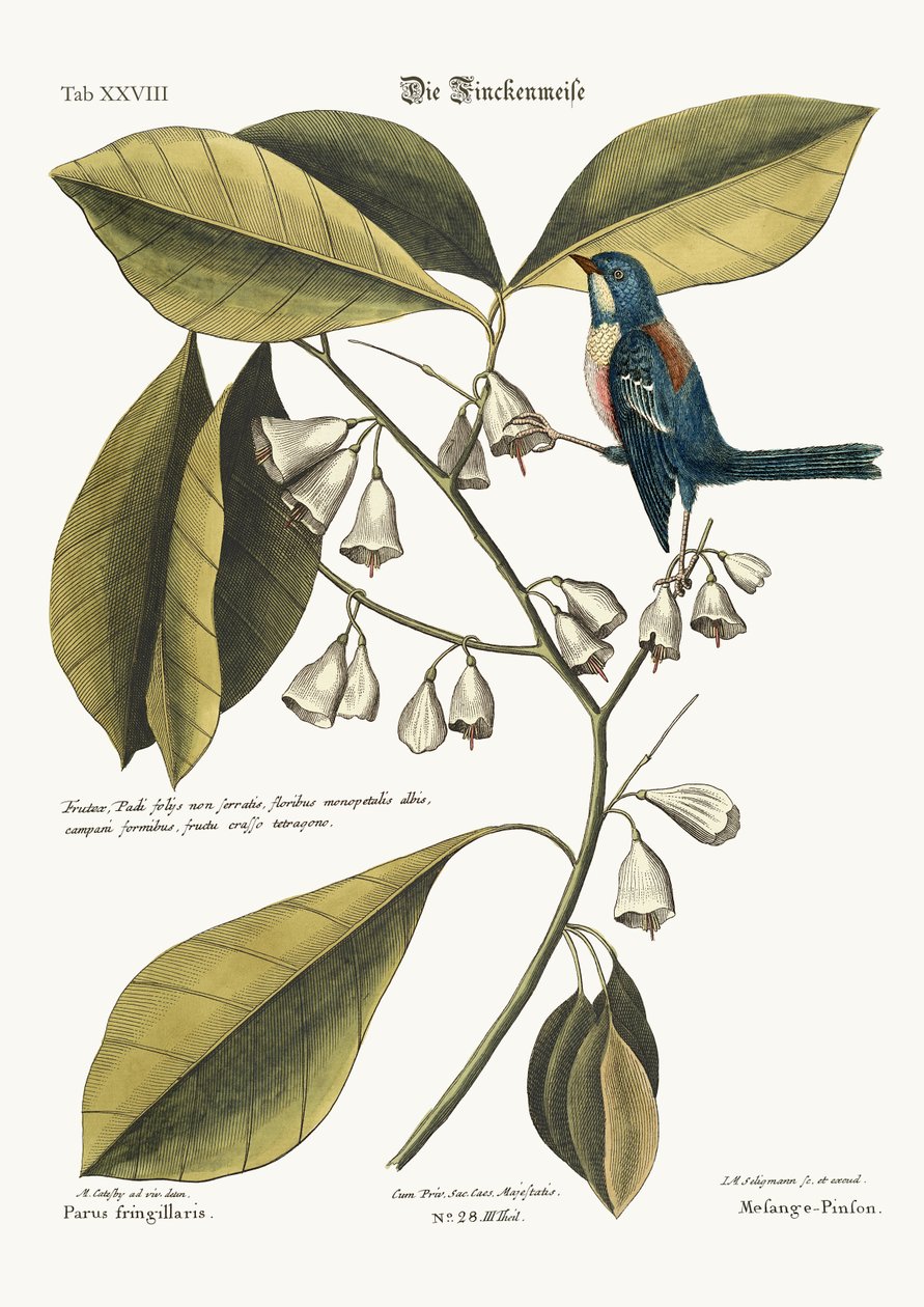 Le Pinson-Rampant, 1749-73 - Mark Catesby