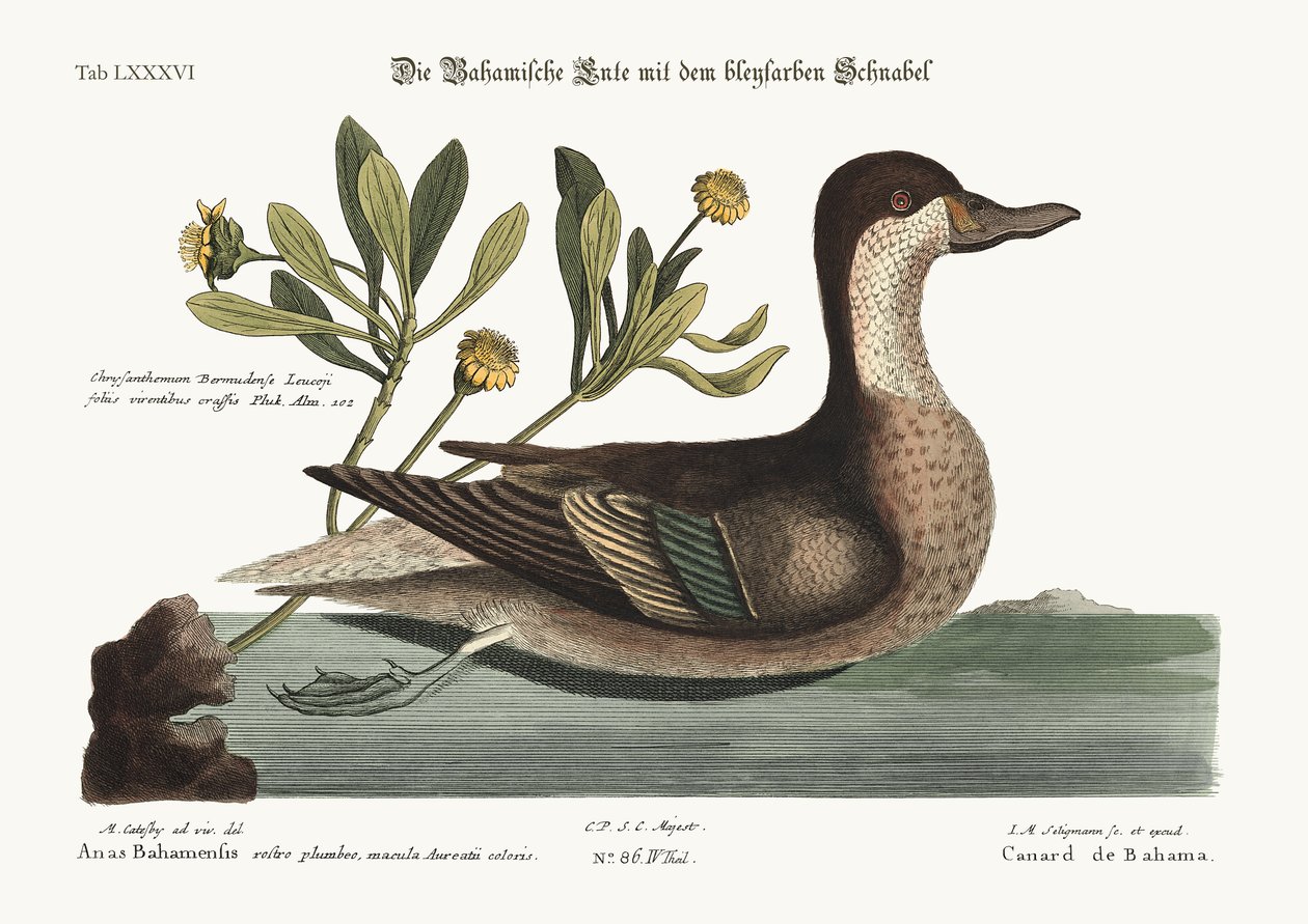 Le Canard Ilathera, 1749-73 - Mark Catesby