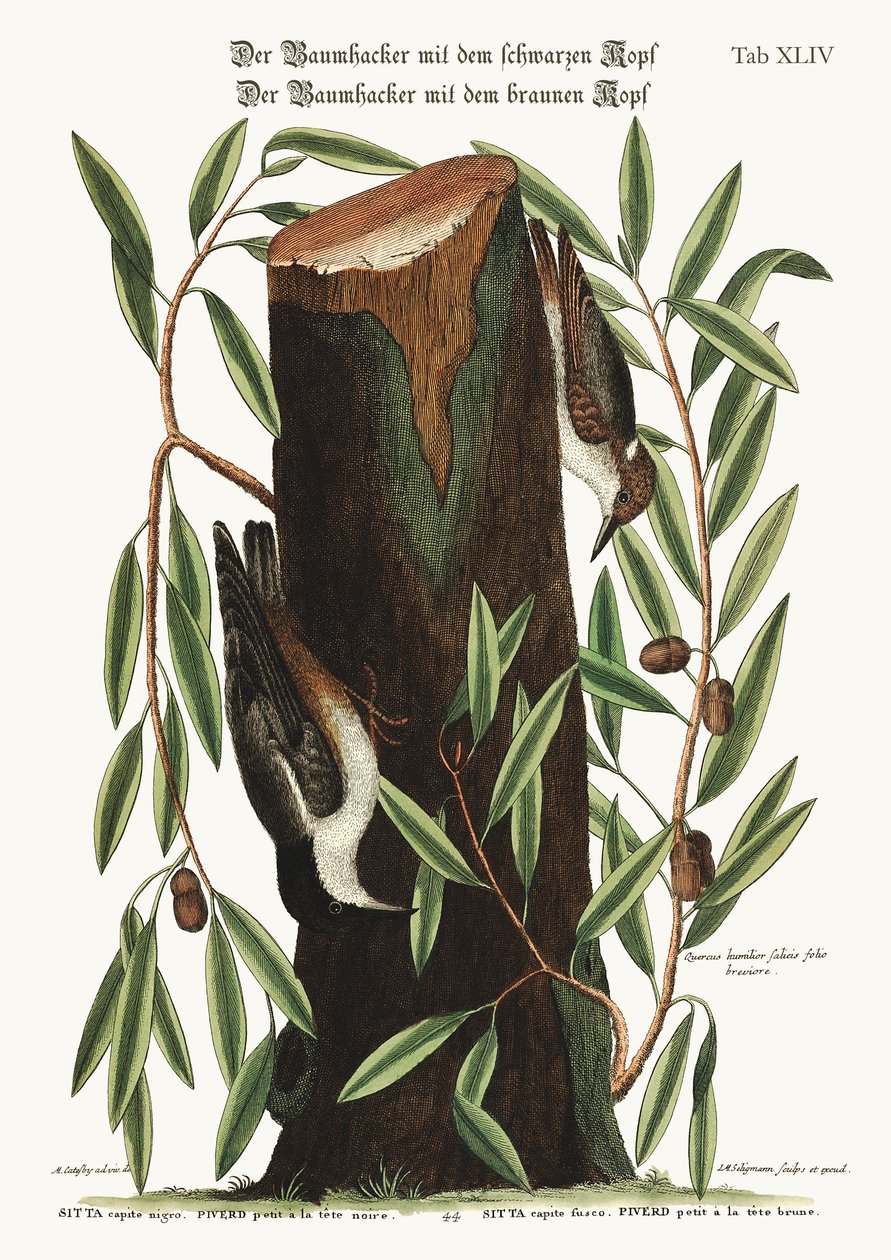 La Sittelle. La petite Sittelle, 1749-73 - Mark Catesby