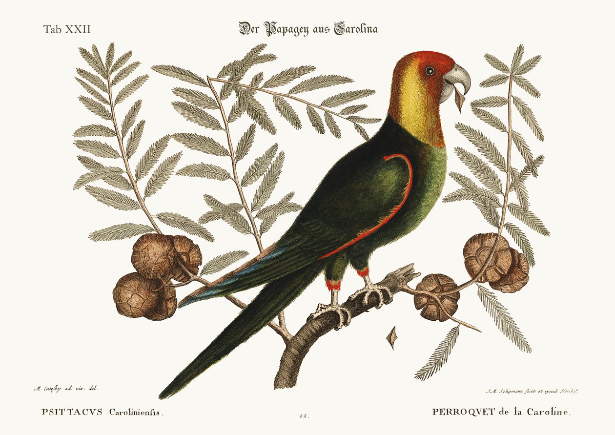 Le Perroquet de Caroline, 1749-73 - Mark Catesby
