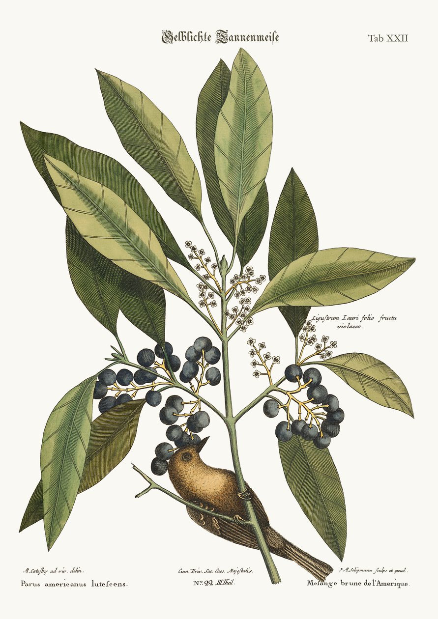 Le grimpeur de pin, 1749-73 - Mark Catesby