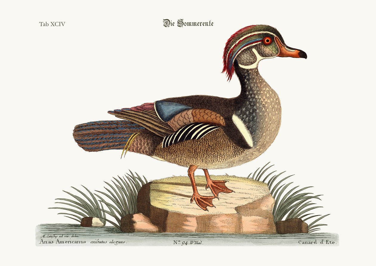 Le Canard d
