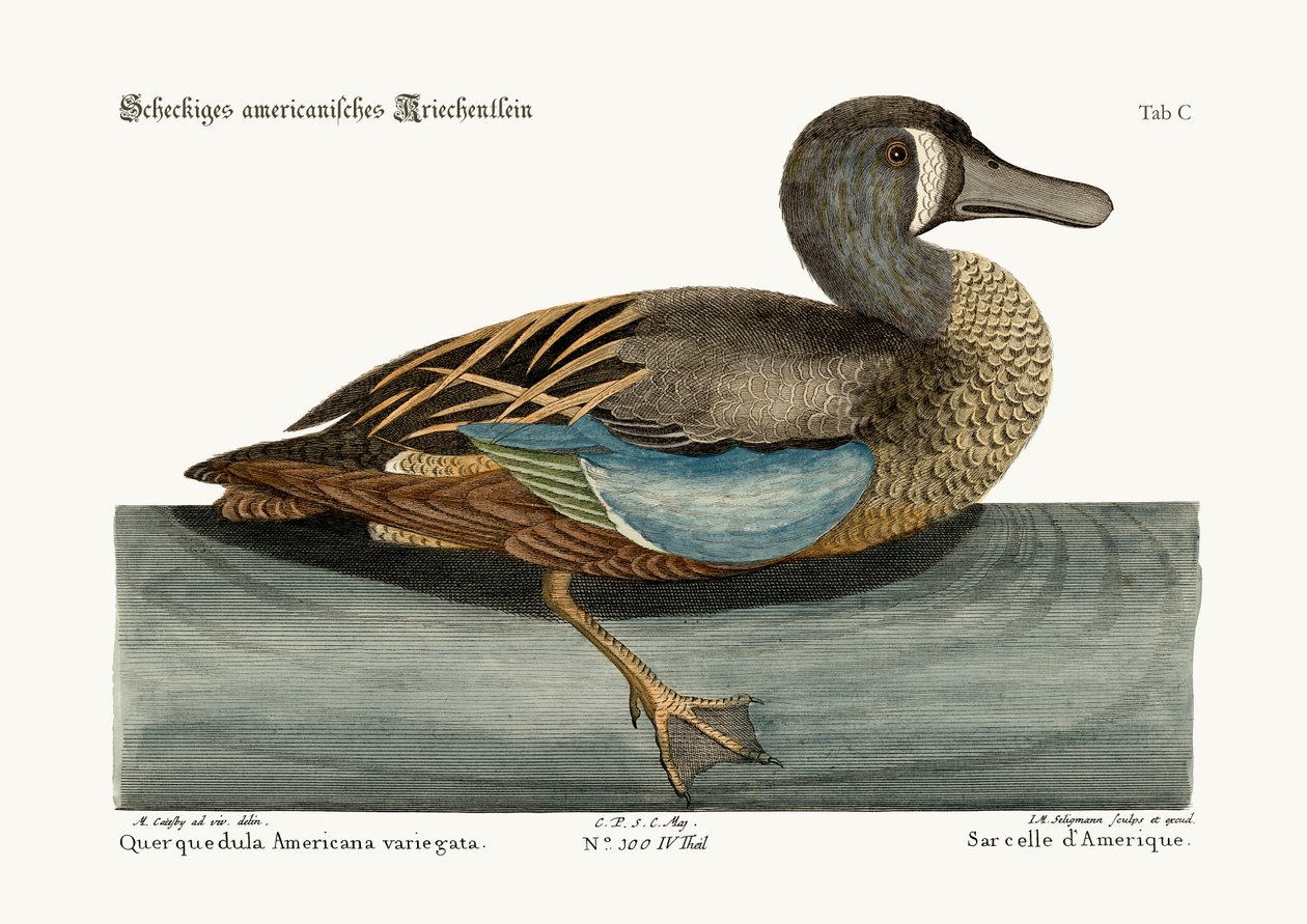 Le Canard à face blanche, 1749-73 - Mark Catesby