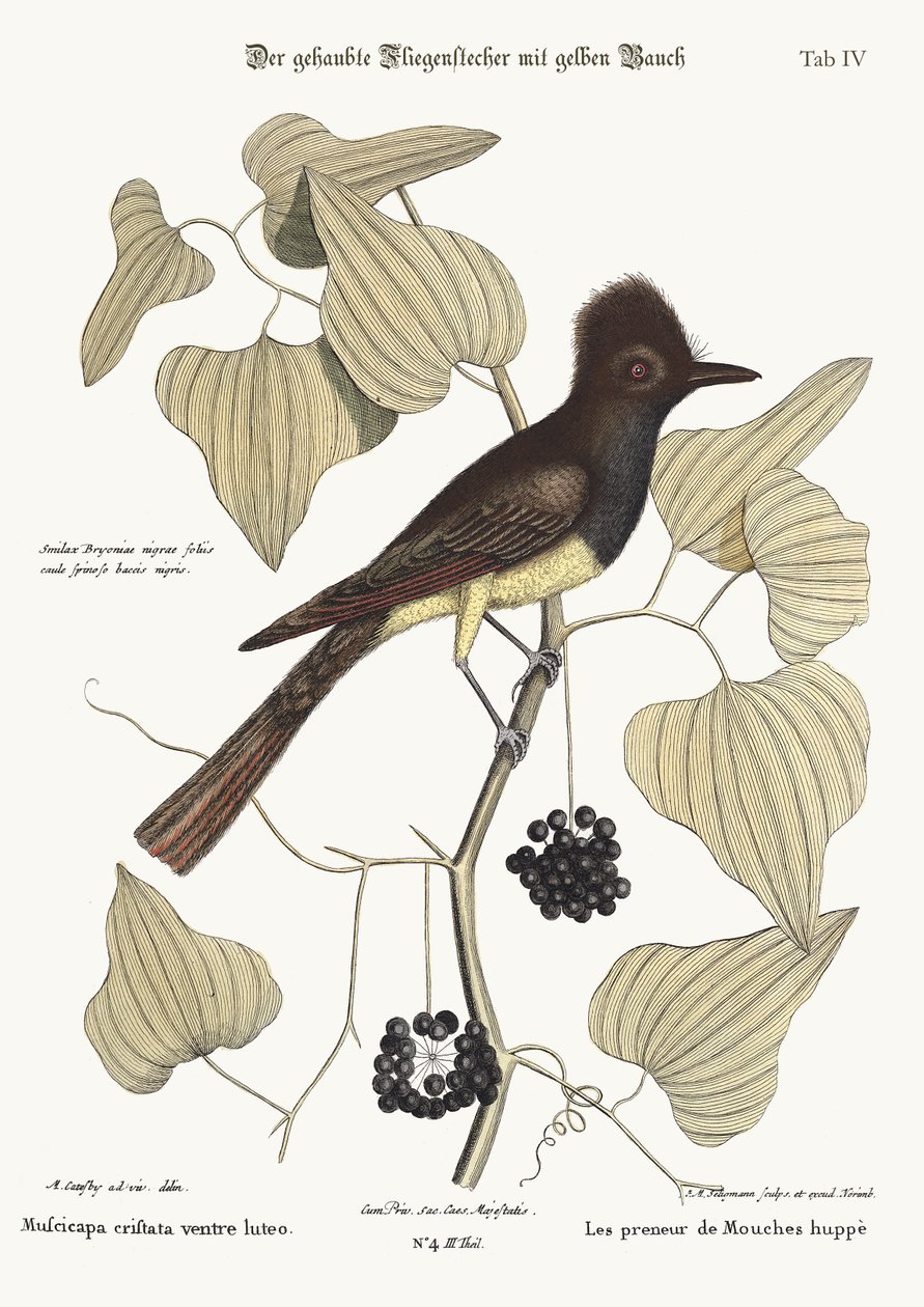 Le tyran huppé, 1749-73 - Mark Catesby