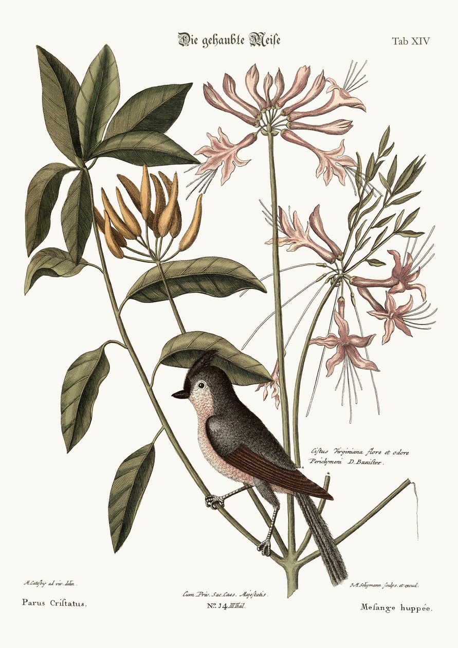 La mésange huppée, 1749-73 - Mark Catesby