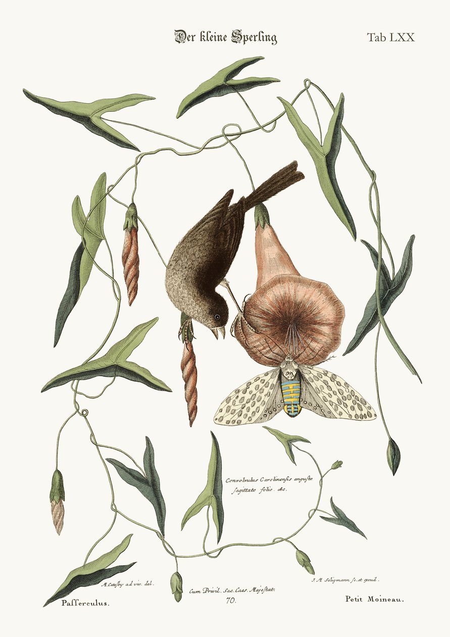 Le petit moineau, 1749-73 - Mark Catesby