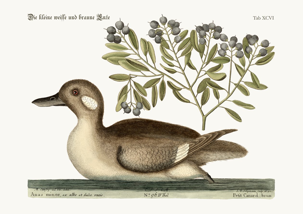 Le petit canard brun, 1749-73 - Mark Catesby