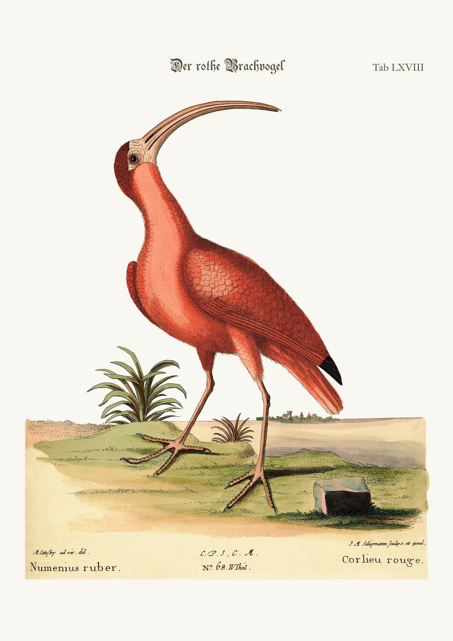 Le Courlis rouge, 1749-73 - Mark Catesby