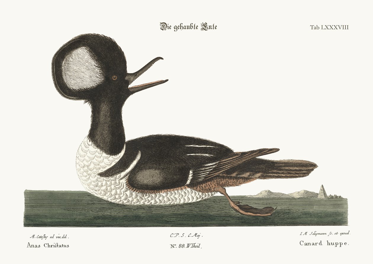 Le canard à crête ronde, 1749-73 - Mark Catesby