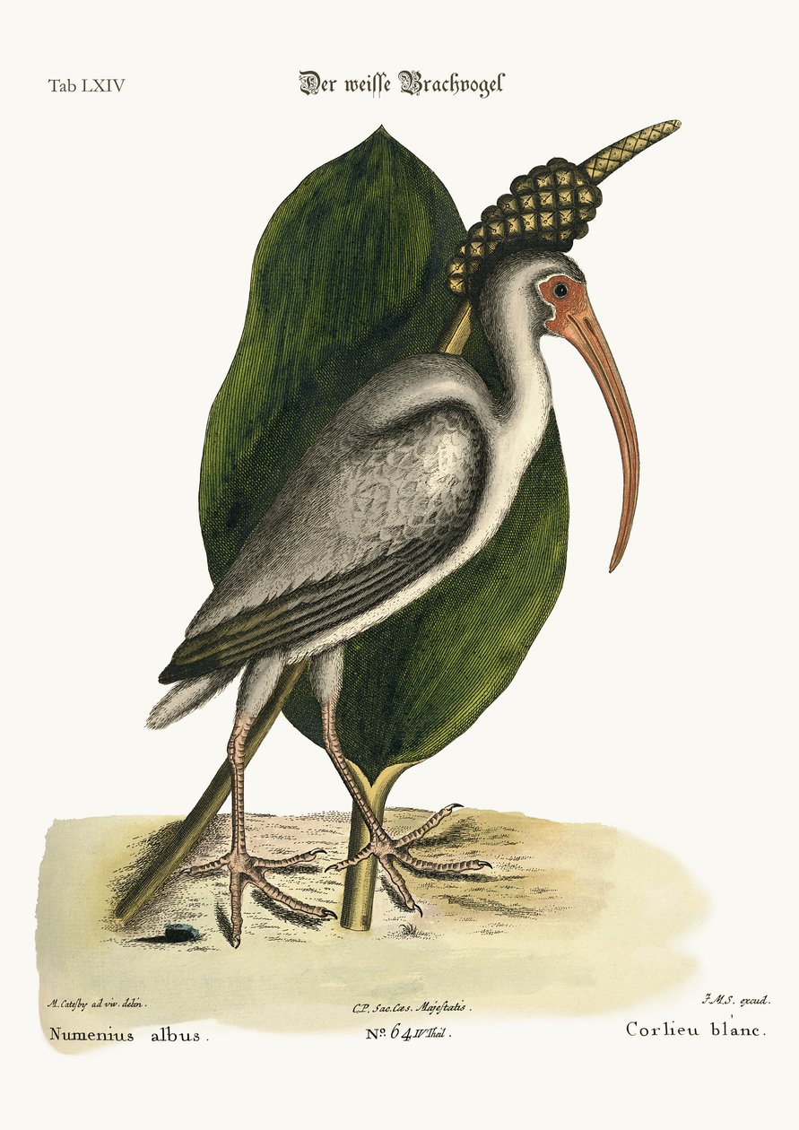 Le Courlis blanc, 1749-73 - Mark Catesby