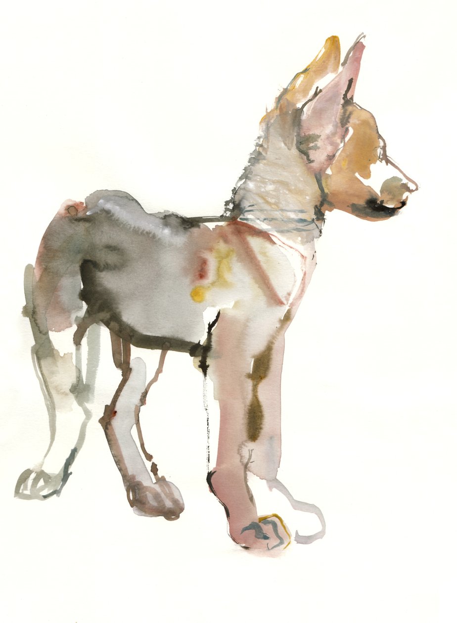 Waggle (louveteau arabe), 2011 - Mark Adlington