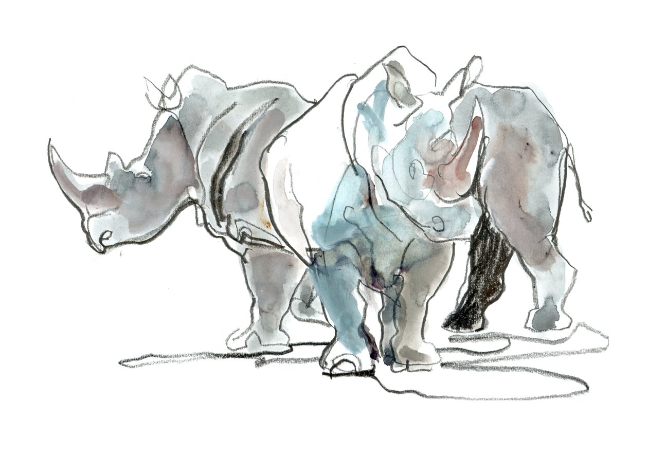 Rhinocéros blancs, Mont Etjo, 2020 - Mark Adlington