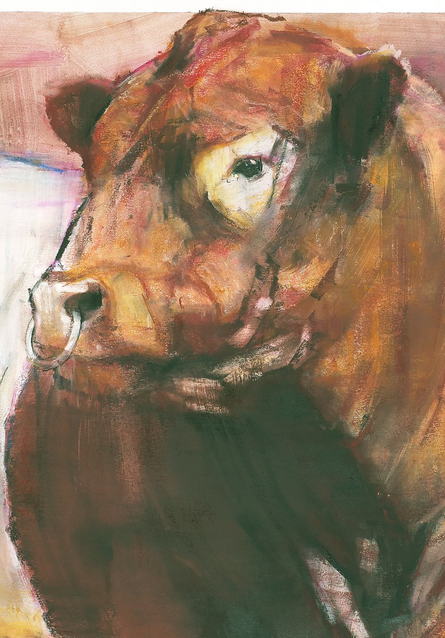 Zeus, taureau Galloway à ceinture rouge (détail) - Mark Adlington