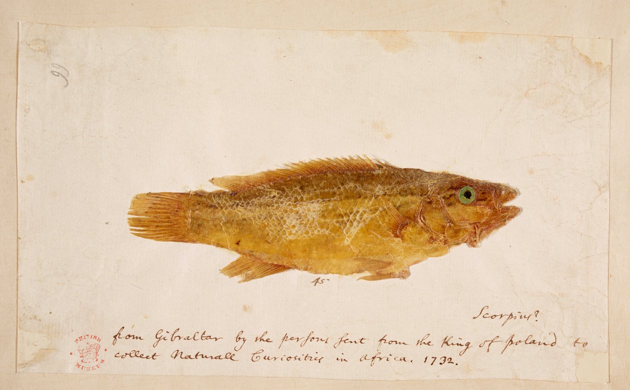 Un poisson - Mark Catesby