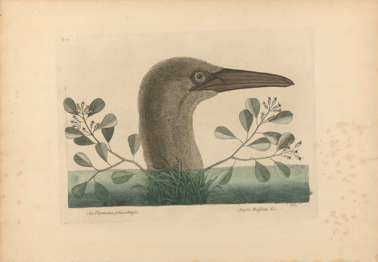 An Thymelaea foliis obtusis; Anseri Bassano &c: Le Grand Fou, Planche 86 de 