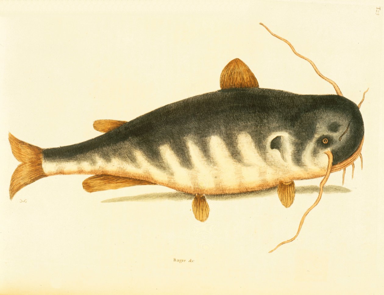 Poisson-chat, planche 23, vol. 1 de 