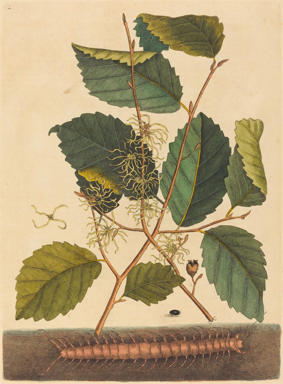 Centipède (Scolopendra morsitans) - Mark Catesby