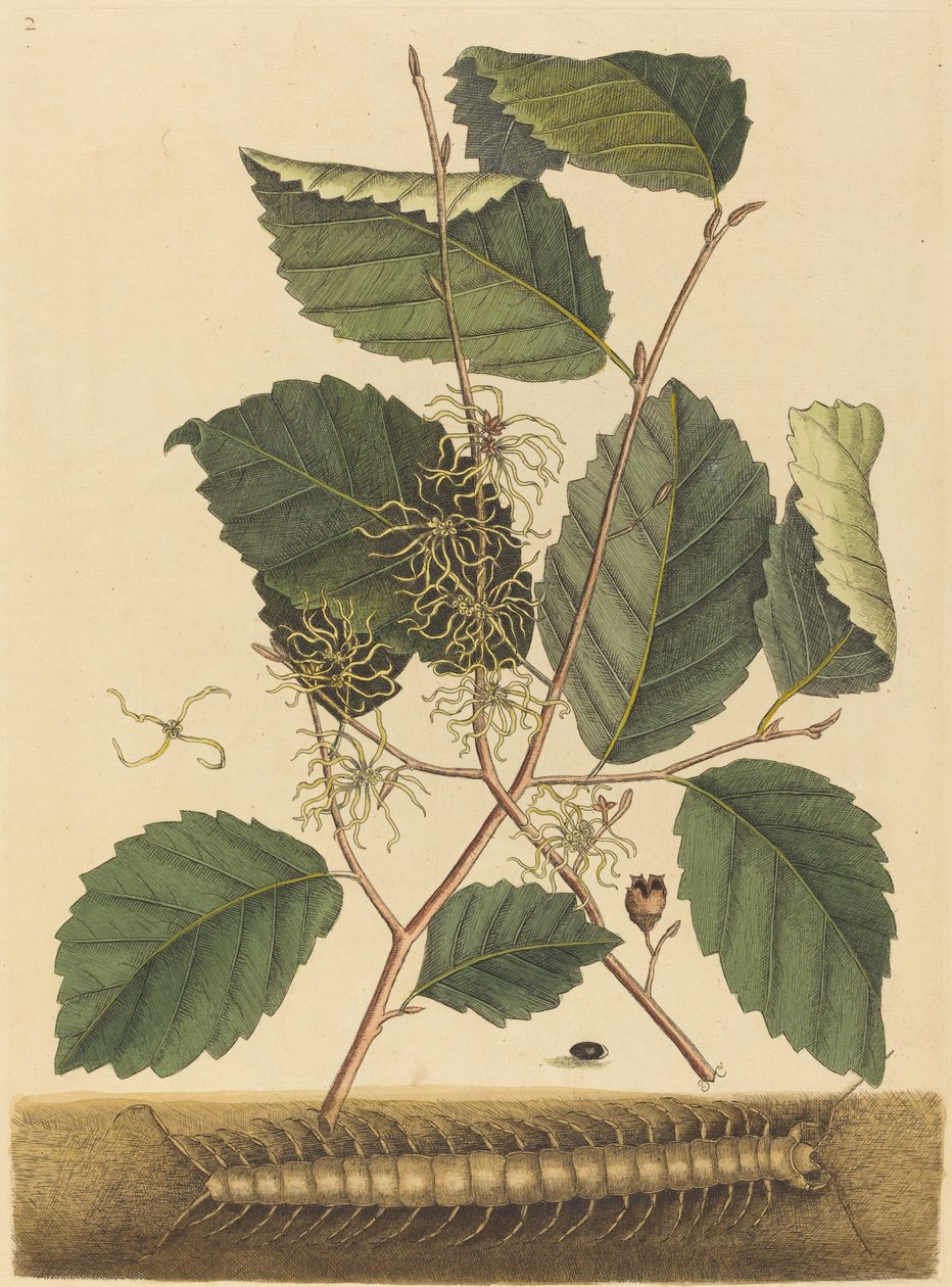 Scolopendre Scolopendra morsitans, publié 1731-1743 - Mark Catesby