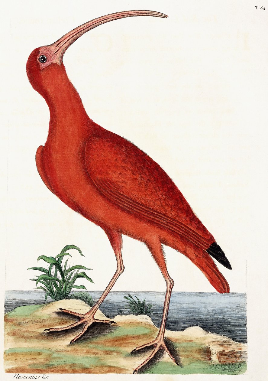 Courlis, Numenius, 1771 - Mark Catesby