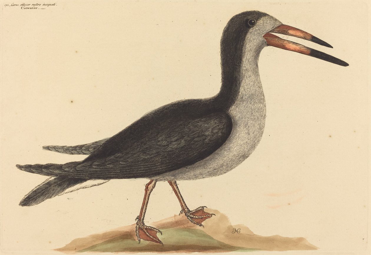 Le Bec-en-ciseaux noir - Mark Catesby