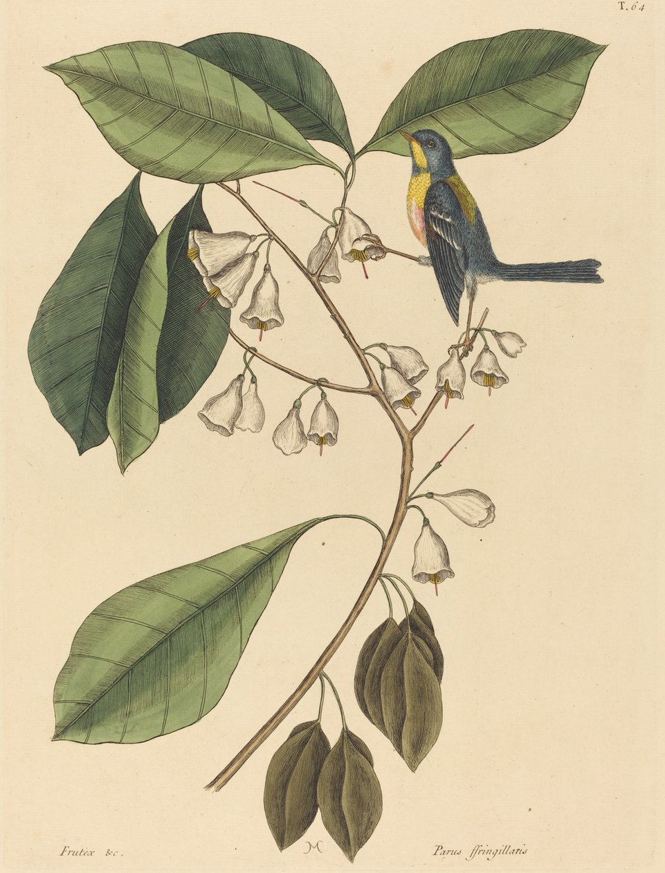 Le Grimpereau des Pins (Parus americanus) - Mark Catesby
