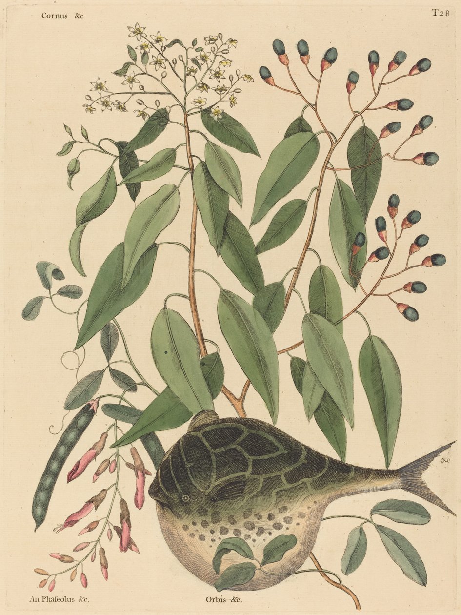 Le poisson-globe Tetrodon lagocephalus, publié 1731-1743 - Mark Catesby