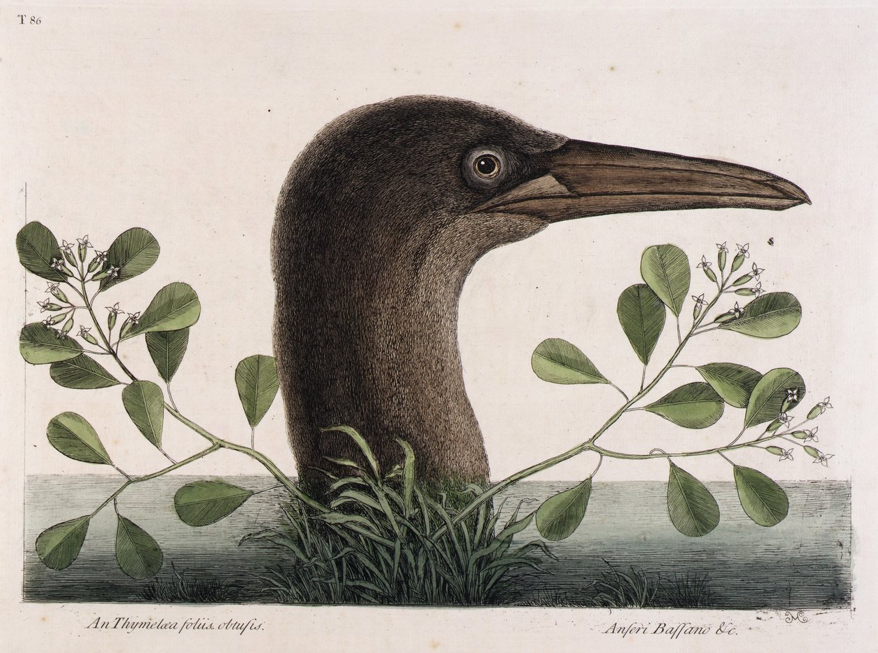 Le grand fou (An Thymelaea foliis obtusis, Anseri Bassano  c.) - Mark Catesby