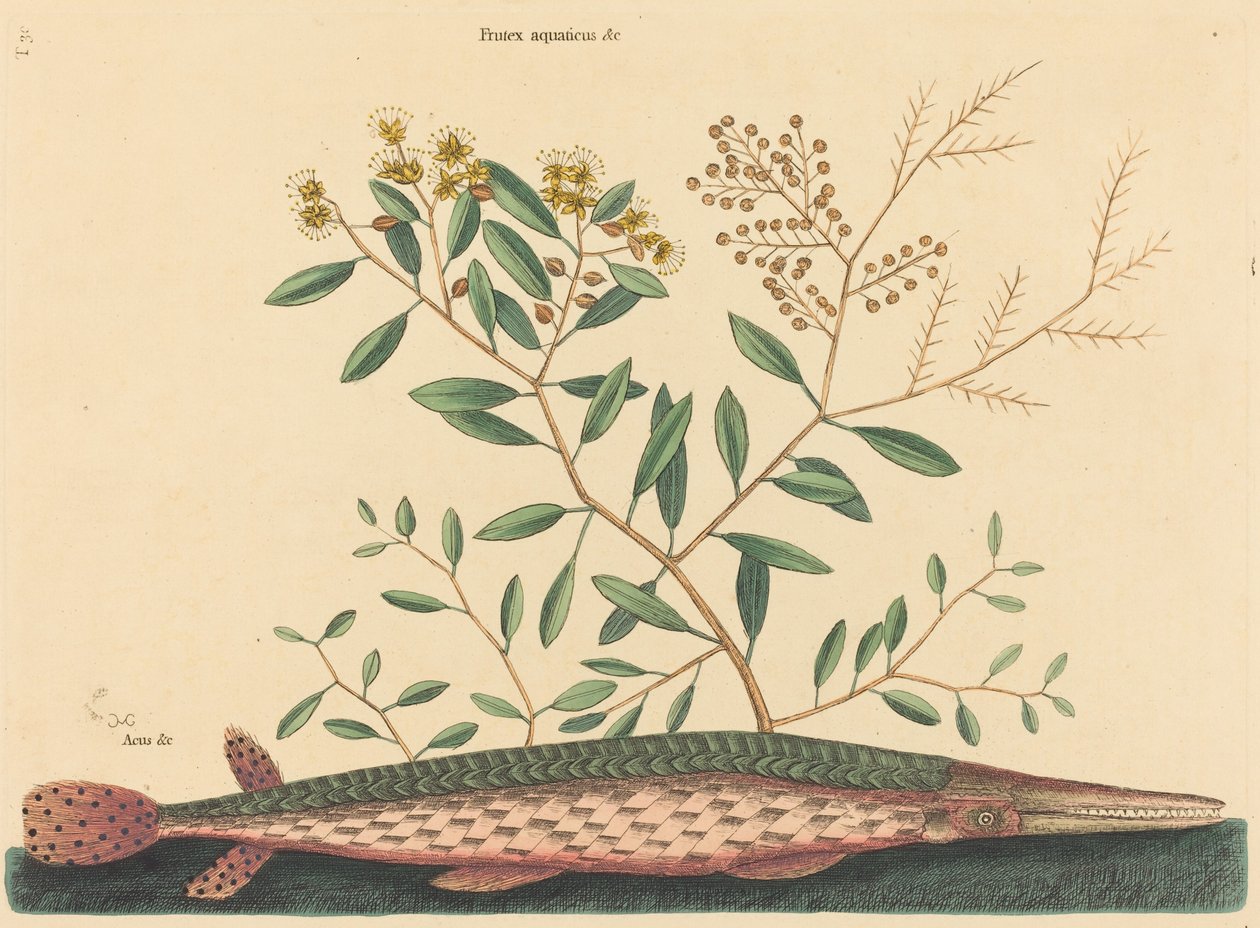 Le poisson vert Esox osseus, publié 1731-1743 - Mark Catesby