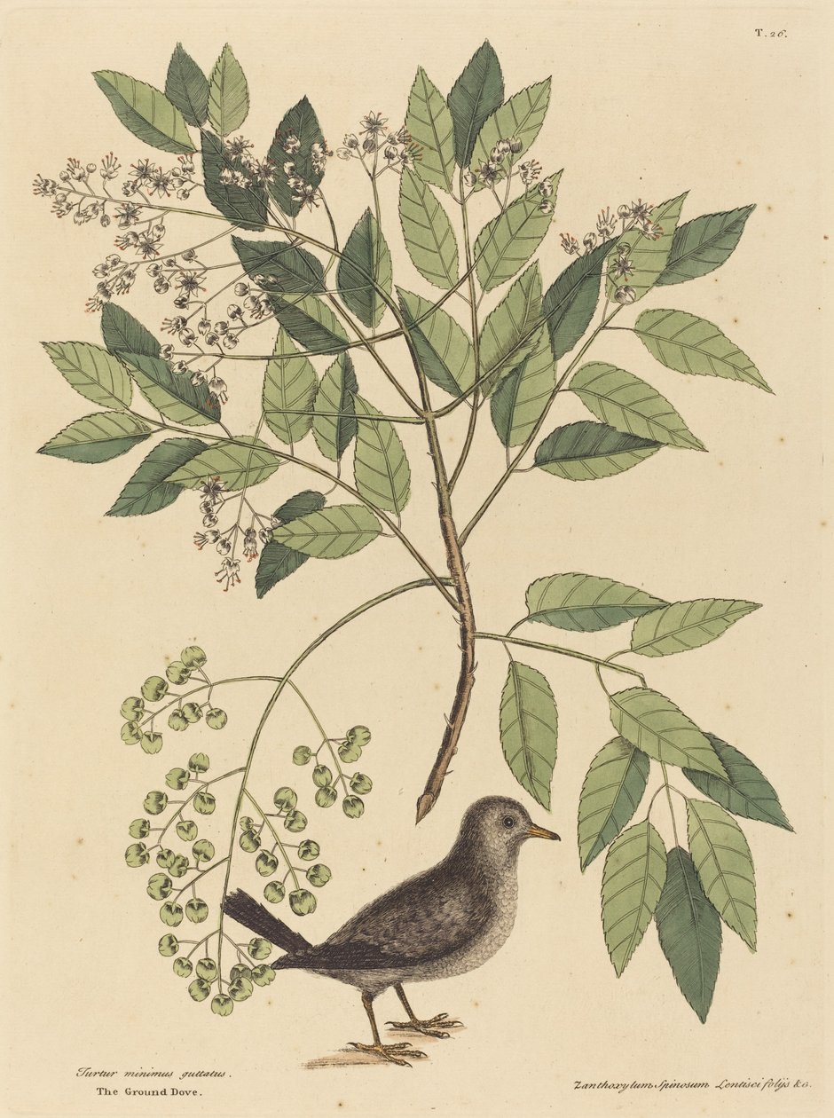 La Colombe à terre (Columba passerina) - Mark Catesby