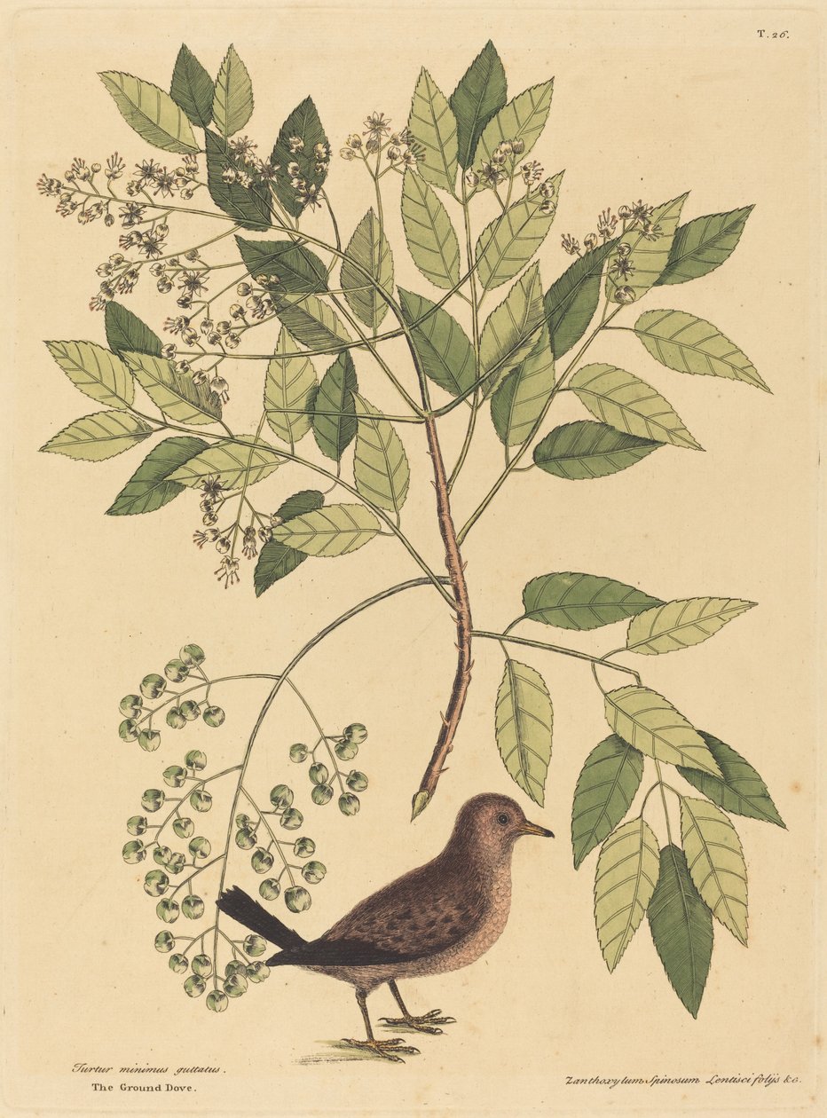 La colombe terrestre (Columba passerina) - Mark Catesby