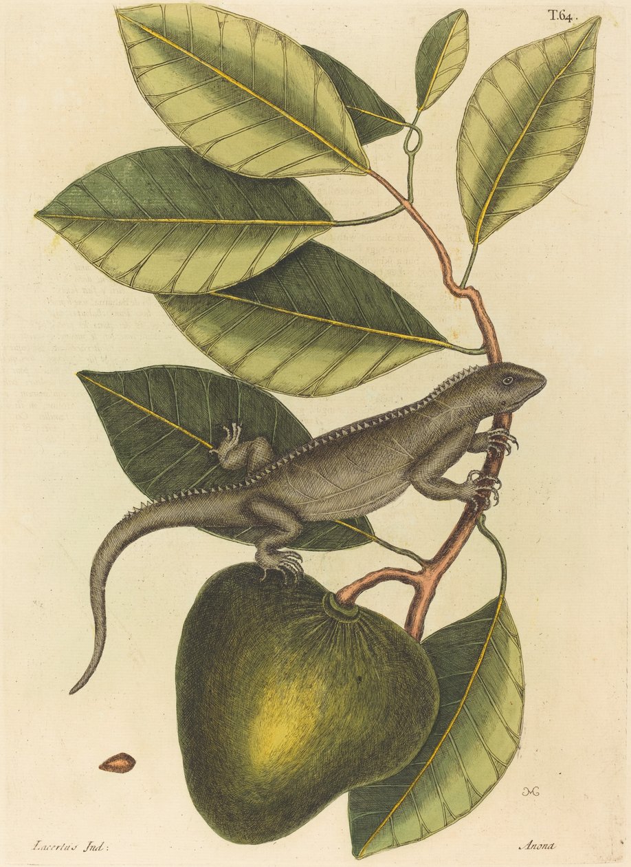 Le Guana Lacerta Iguana - Mark Catesby