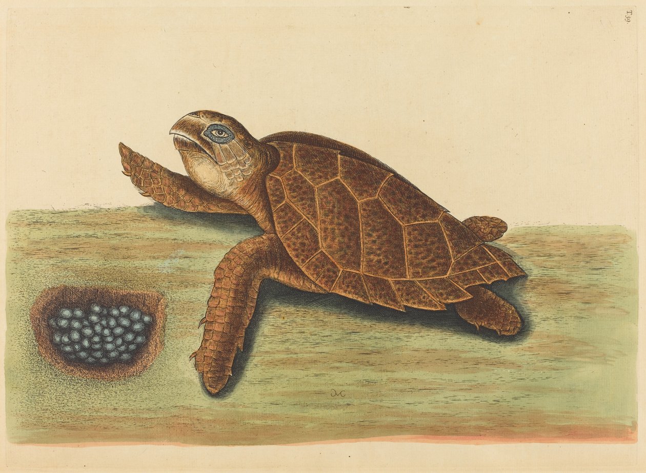 La tortue imbriquée Testudo caretta, publié 1731-1743 - Mark Catesby