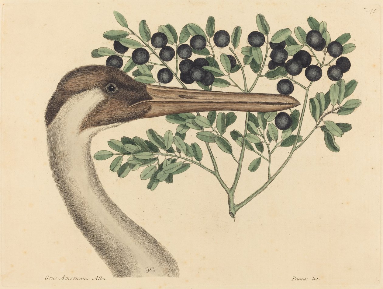 La grue hooping Ardea Americana, publiée 1731-1743 - Mark Catesby