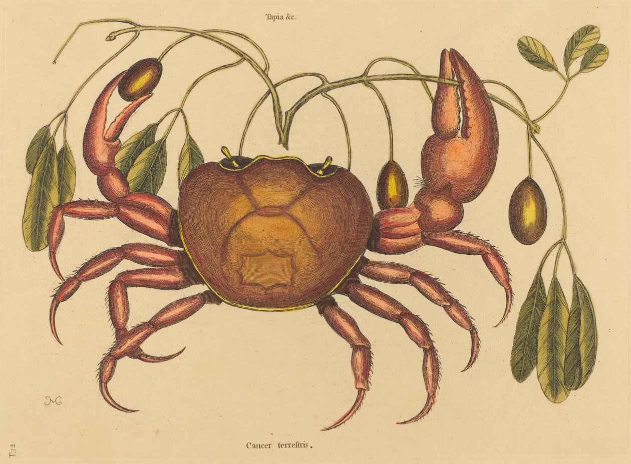 Le crabe terrestre Cancer ruricola, publié 1731-1743 - Mark Catesby