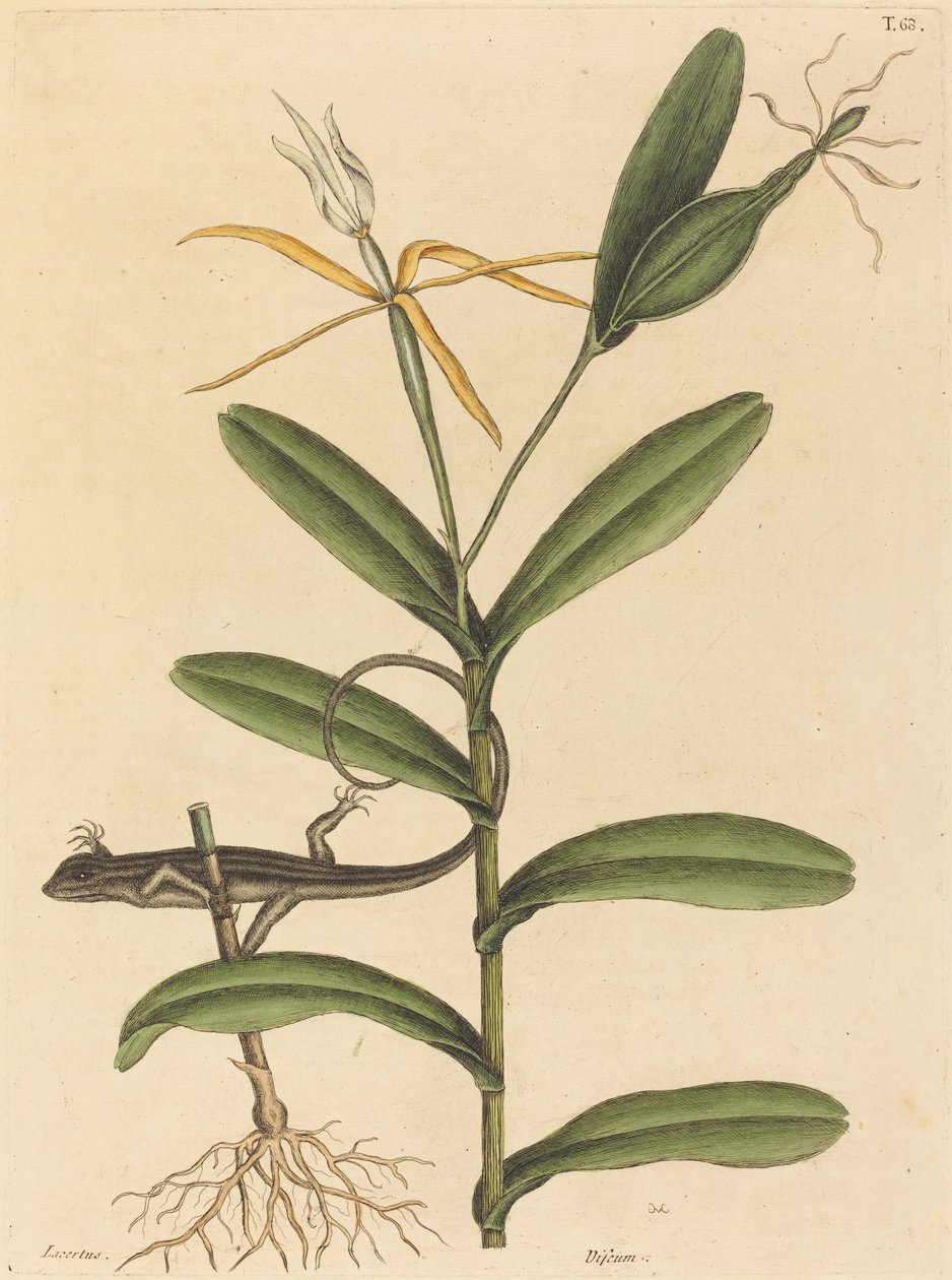 Le Lézard de Lyon (Lacerta 6-lineata) - Mark Catesby