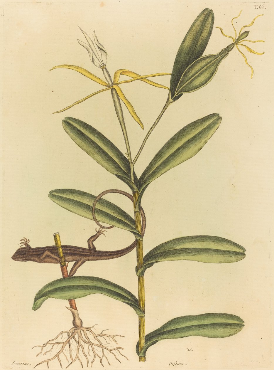 Le lézard de Lyon (Lacerta 6-lineata) - Mark Catesby