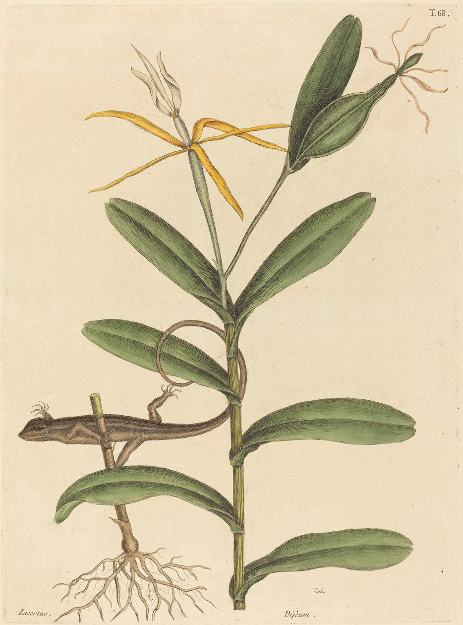 Le Lézard de Lyon Lacerta 6-lineata, publié 1731-1743 - Mark Catesby