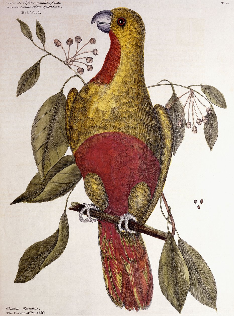 Le Perroquet du Paradis, 1771 - Mark Catesby