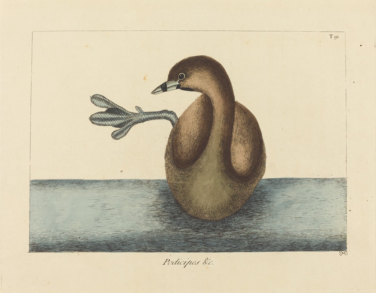 Le Grèbe à bec cerclé (Colymbus podiceps) - Mark Catesby