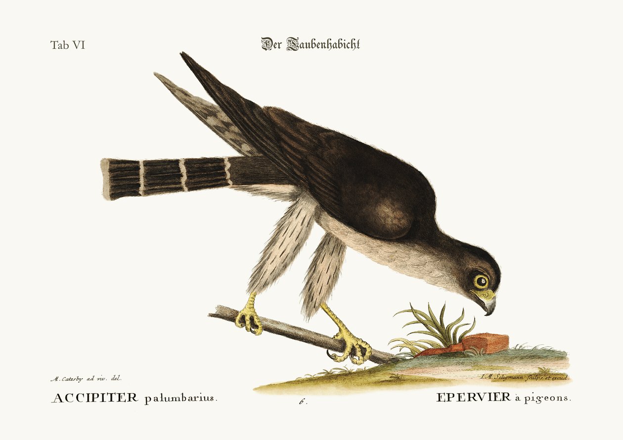 Le faucon pigeon, 1749-73 - Mark Catesby