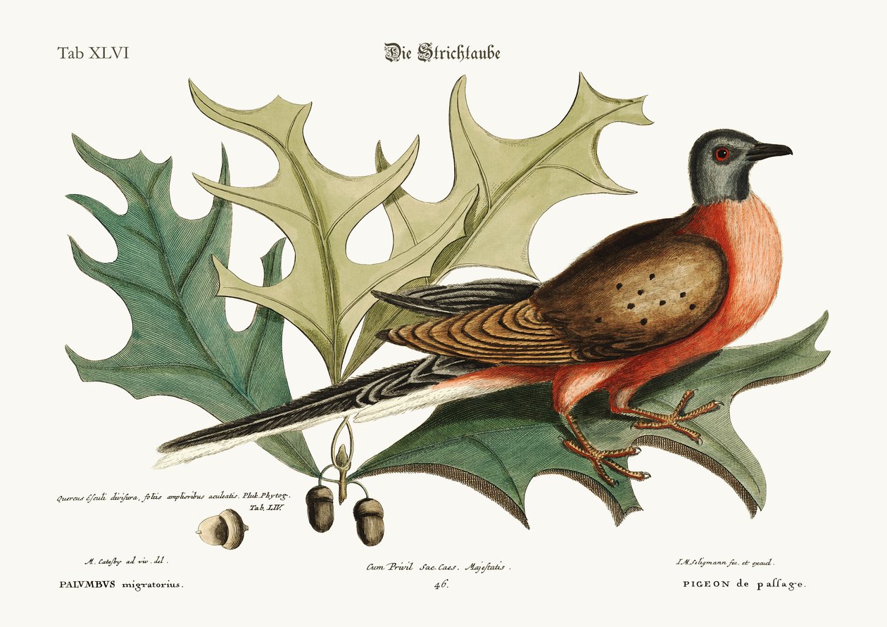 Le Pigeon de passage, 1749-73 - Mark Catesby